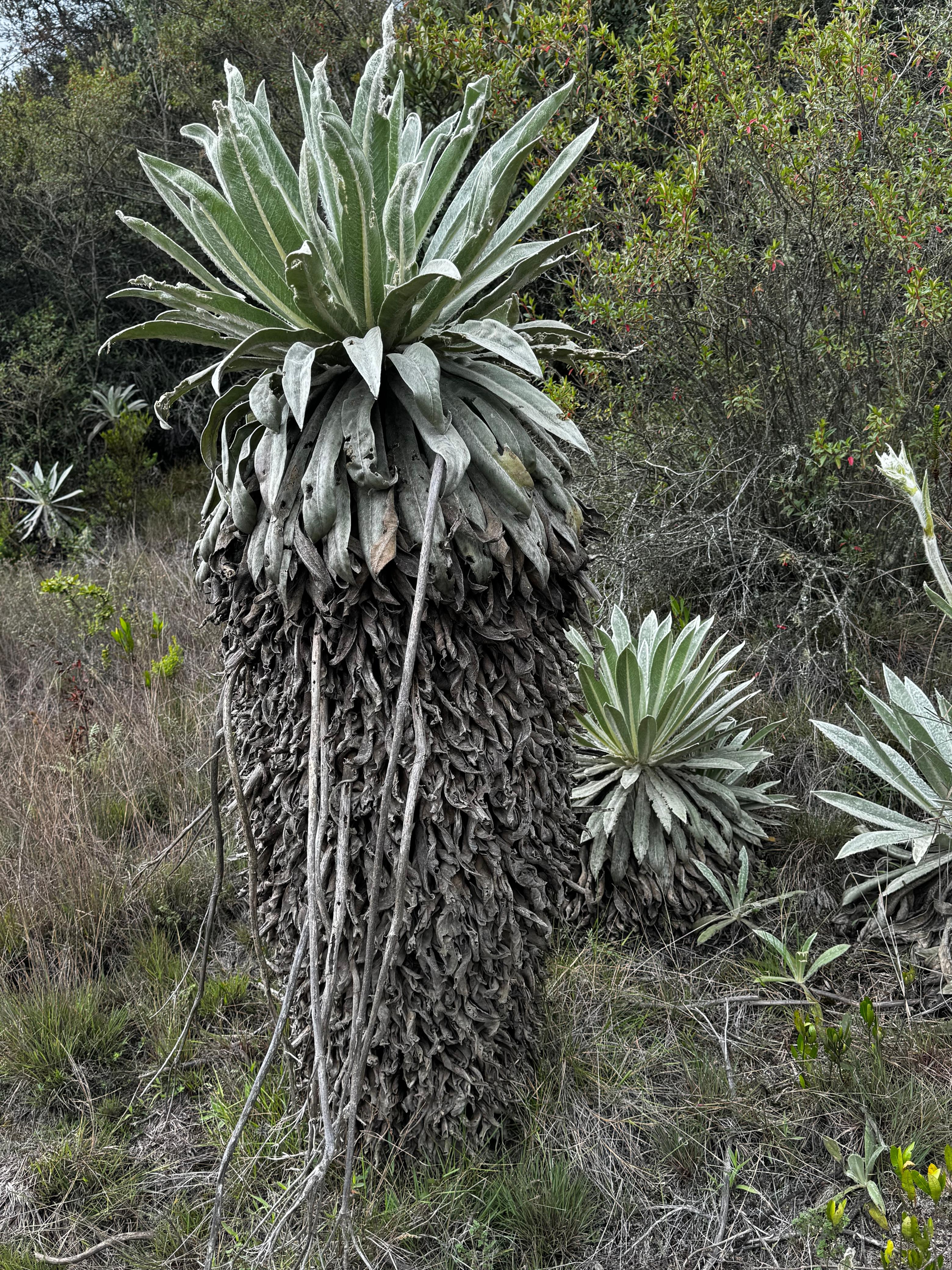 imagen frailejon