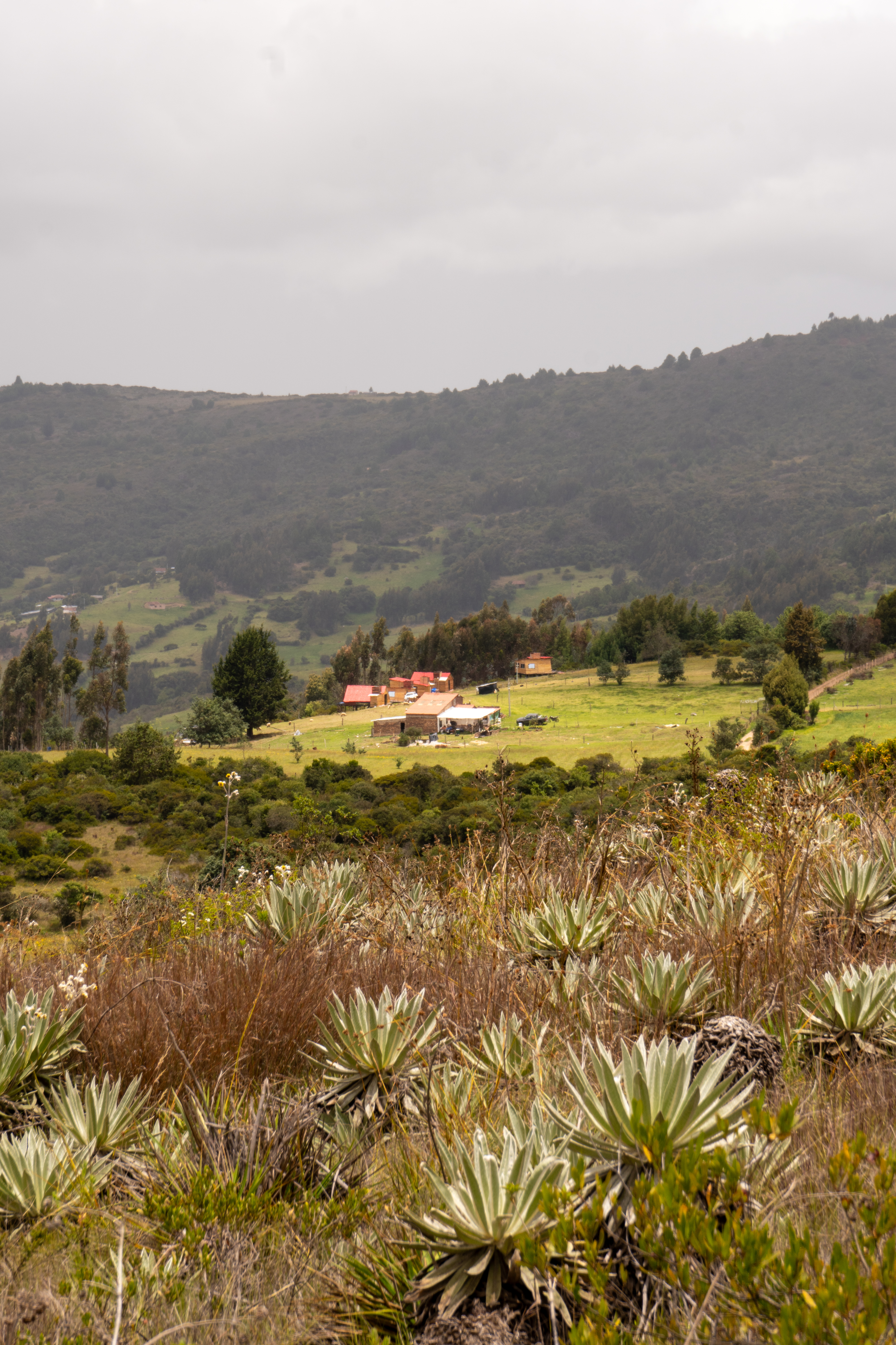 imagen frailejon